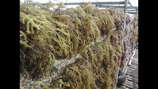 AGARAGAR PLANTING Seaweeds [upl. by Ahiel]