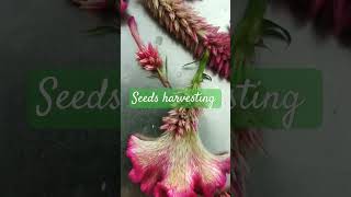 Seeds harvesting 😍naturegarden [upl. by Cirad210]