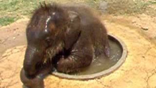 Cute Baby Elephant Plays In a Drinking Basin [upl. by Nylloc591]