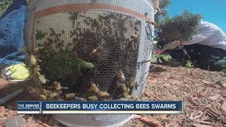 Bee swarming season keeps beekeepers buzzing around the Denver metro area [upl. by Lissa15]