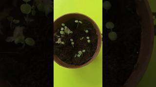 Growing kiwi plant from seed grow indoors tropicalgrowingytshorts telugushortsteluguvlogs [upl. by Crandell]