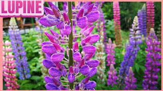 Beautiful and Colorful Lupine in Our Garden [upl. by Sigismundo]