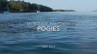 Pogies in Middle Bay Harpswell Maine [upl. by Yazbak]