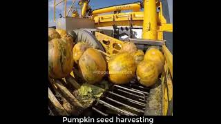 Pumpkin seeds harvesting part1 satisfying shorts satisfication viralvideo viralreels shorts [upl. by Itagaki629]