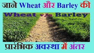 How To Differentiate Between Wheat and Barley in Full HD  in Hindi  Advance Agriculture 02 [upl. by Florio444]