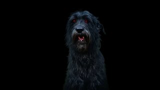 The Black Dog by Stephen Crane [upl. by Notac]