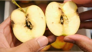 How To Use Apples Infested With Codling Moth Worms And Apple Maggots [upl. by Anauqaj6]