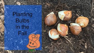 Planting bulbs in the fall How to plant bulbs in your garden [upl. by Henryk]