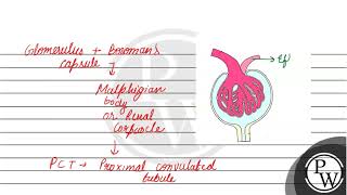 Draw a diagram of Malpighian body Why is the blood pressure higher in the glomerular capillaries [upl. by Klemperer919]