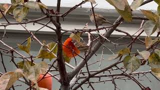 참새와직박구리새나비Sparrow and browneared bulbul bird Nabi [upl. by Aitnis]