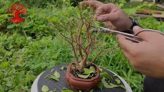 Ficus benjamina Natasja Multi Trunk Bonsai  Defoliation and Pruning [upl. by Adohr906]