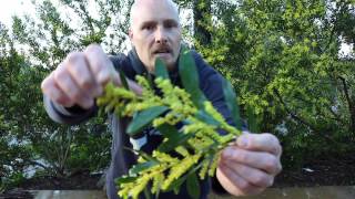 ACACIA LONGIFOLIA  Nitrogen Fixing Trees [upl. by Austen]