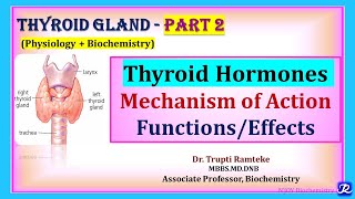 2 Thyroid Hormones Mechanism of Action and Functions  Thyroid Gland  Physiology Biochemistry [upl. by Neal]