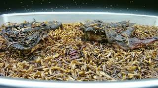 Maggots Eating Time Lapse Video  Chicken [upl. by Adrianna]