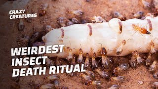 Why Termites Lick Their Own Queens to Death [upl. by Ahsinehs]