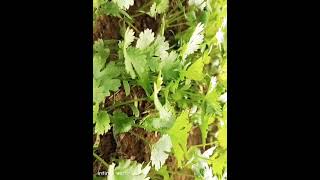 Coriander planting dhaniya ki kheti plants like suscribe [upl. by Rehpretsirhc]