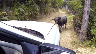 Angry Ram attacks a car [upl. by Elwood]