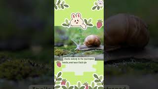 Snail  Snail facts  Animal for Kids  by Fun Learning Station 123 by Fun Learning Station 123 [upl. by Fachanan]