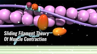 Sliding Filament Theory Of Muscle Contraction Explained [upl. by Yanaton133]