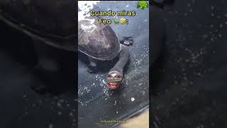 Tortuga Estando de Mal Humor 🐢 Final inesperado 🤣🤣🤣 [upl. by Sirahs]