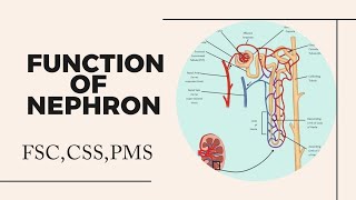 Function of Nephron class 12  Function of Nephron  Nephron [upl. by Eelorac]