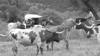 Chisholm Trail Cattle Drives [upl. by Anaitit114]