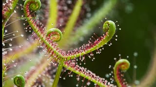 How Carnivorous Plants Trap and Digest Insects [upl. by Auvil]