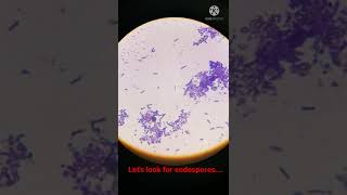 Bacterial Cells with Endospores under Microscope I Shorts [upl. by Stefano]