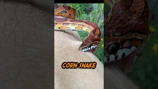 Corn Snake Bites Human [upl. by Zenda]