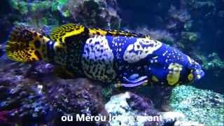 Epinephelus lanceolatus Bloch 1790 HD  Mérou géant  Aquarium Porte Dorée  052014 [upl. by Aidnac]