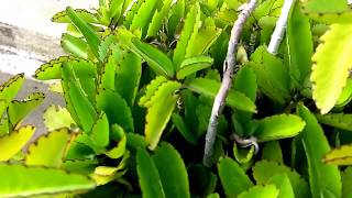 Bryophyllum pinnatum  Air Plant  Cathedral Bells  ரணகள்ளி [upl. by Lesli]