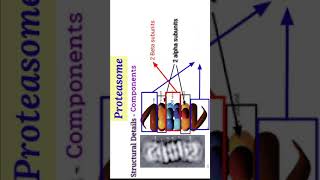 Proteasome Working  Ubiquitine Role  Protein Degradation [upl. by Aurelio718]