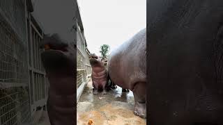 Ma Tuans dick is so hard Fantastic animals on Hippopotamus Animals confusing behavio [upl. by Tirrej]