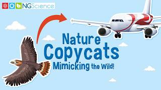 Nature Copycats – Mimicking the Wild [upl. by Quigley863]