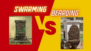 What Is The Difference Between Bees Swarming And Bearding  Ask Ray [upl. by Toombs]