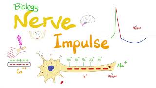 Action Potential  Nerve Impulse Transmission  Neurons  Biology Series [upl. by Aerdnaed]