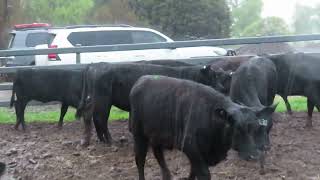 Cobram Heifers [upl. by Ainocal]