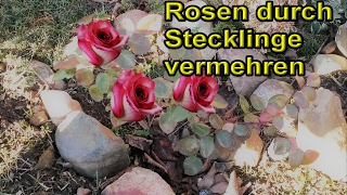 Rosen aus Stecklingen selber ziehen  Rosenstecklinge vermehren  Rosen züchten – Anleitung [upl. by Kassia]