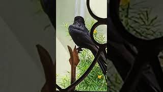 Drongo bird spotted [upl. by Leiba]