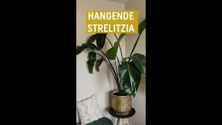 Hangende bladeren bij je strelitzia Dit is de oorzaak  Pokon [upl. by Esinyl524]