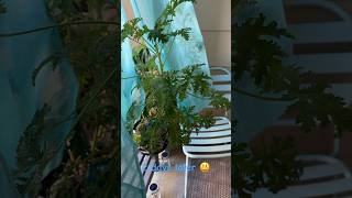 My droopy citronella plant ￼🫣 [upl. by Aikemal]