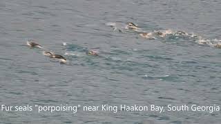 Southern Ocean Wildlife as seen from on board ship [upl. by Fielding]