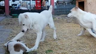 Ürömi Csodálatos kennel középázsiai juhász [upl. by Gnanmos]