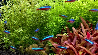 100 Cardinal tetras feeding frenzy Paracheirodon axelrodi [upl. by Yerrot]