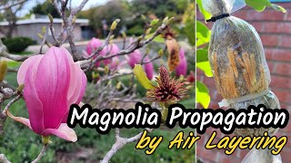 How to Propagate and Grow Magnolia Trees from ROOTED Branches Using Air Layering Technique 粉色玉兰 [upl. by Suhcnip165]