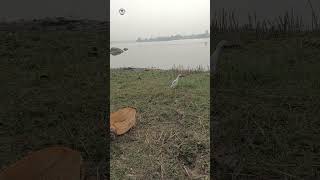 2k24 start a new journey  Egret bird is trap in mannja kite festival Effect savethebirds srtd [upl. by Sacttler]