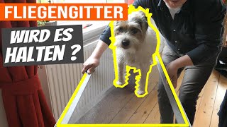 Fliegengitter Test  Katzensicher oder nicht [upl. by Elahcar]