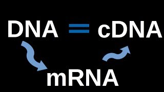 How to make cDNA [upl. by Priest]