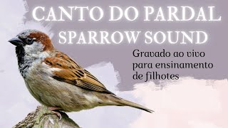 Canto do Pardal gravado ao vivo para os amantes da espécie [upl. by Aerdnak179]