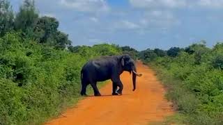 Tusk Elephant  Elephant  South Asian  Sri Lanka [upl. by Aseretairam]